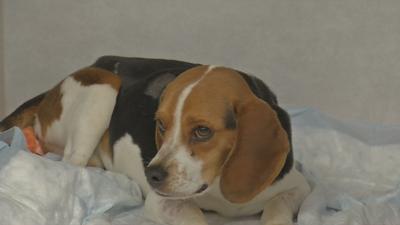 Arrow Fund dog