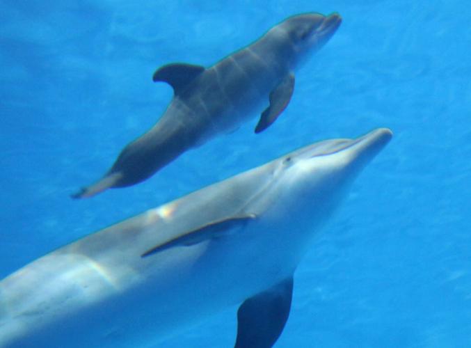 Indianapolis Zoo dolphin