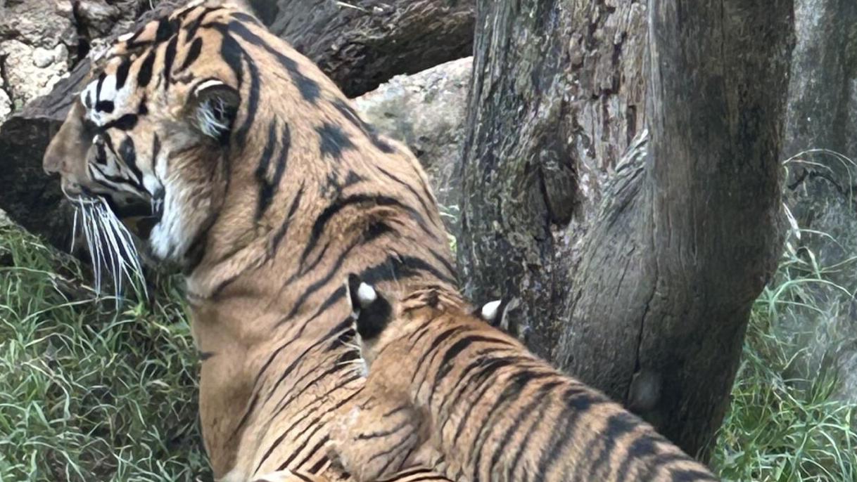 New tiger cub debuts at Louisville Zoo - 10.1.24