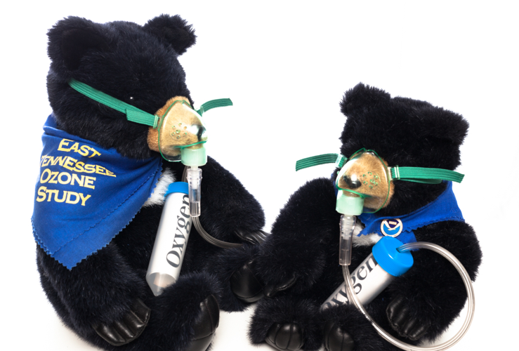 noaabear1.PNG
