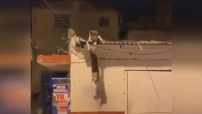 Cats re-enact Lion King scene