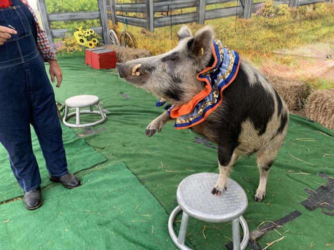 Wilstem Wildlife Park