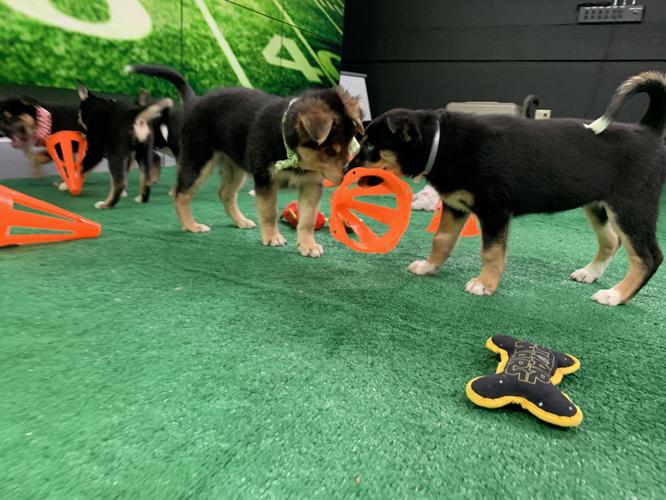 WDRB BARK BOWL 2023   (20).jpg