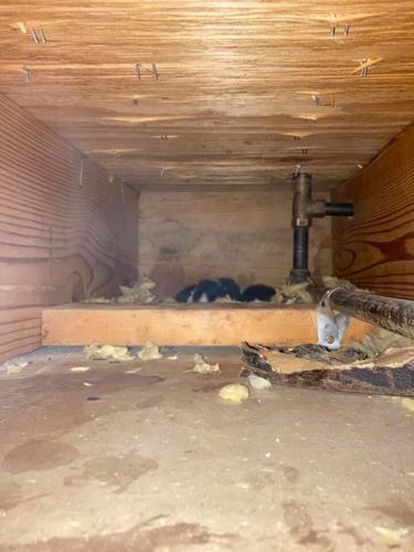 KENTUCKY HUMANE SOCIETY - KITTEN BIRTH - 4-14-2021 3.jpg