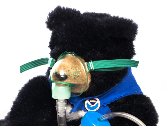 noaabear2.PNG