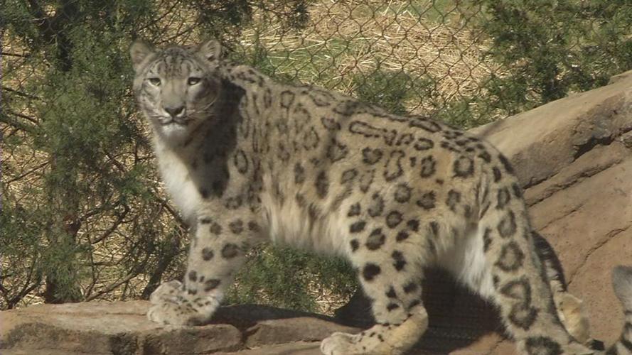 Louisville Zoo snow leopard