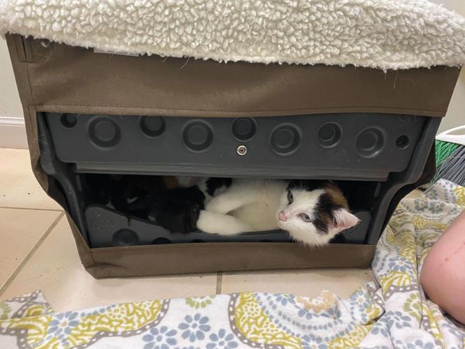 KENTUCKY HUMANE SOCIETY - KITTEN BIRTH - 4-14-2021 6.jpg