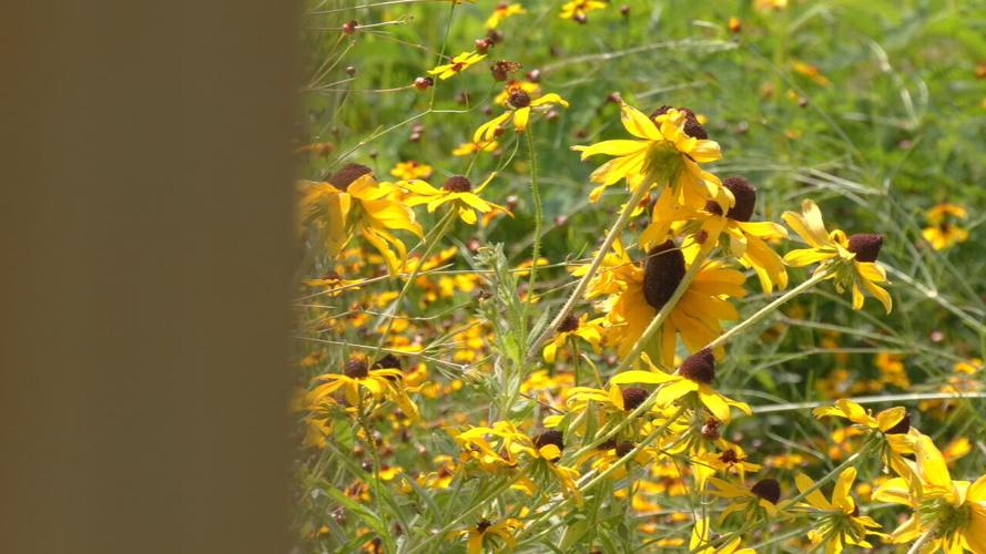 FARMINGTON POLLINATOR PRAIRE