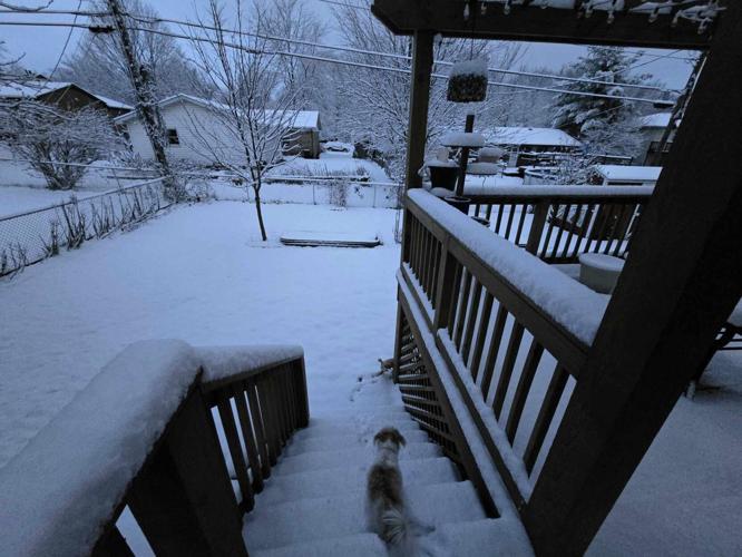 Dog says no to snow in New Albany, Indiana