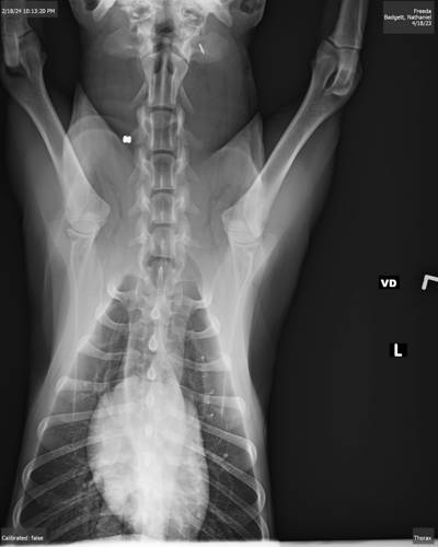X-ray of dog injured in Utica, Indiana shooting
