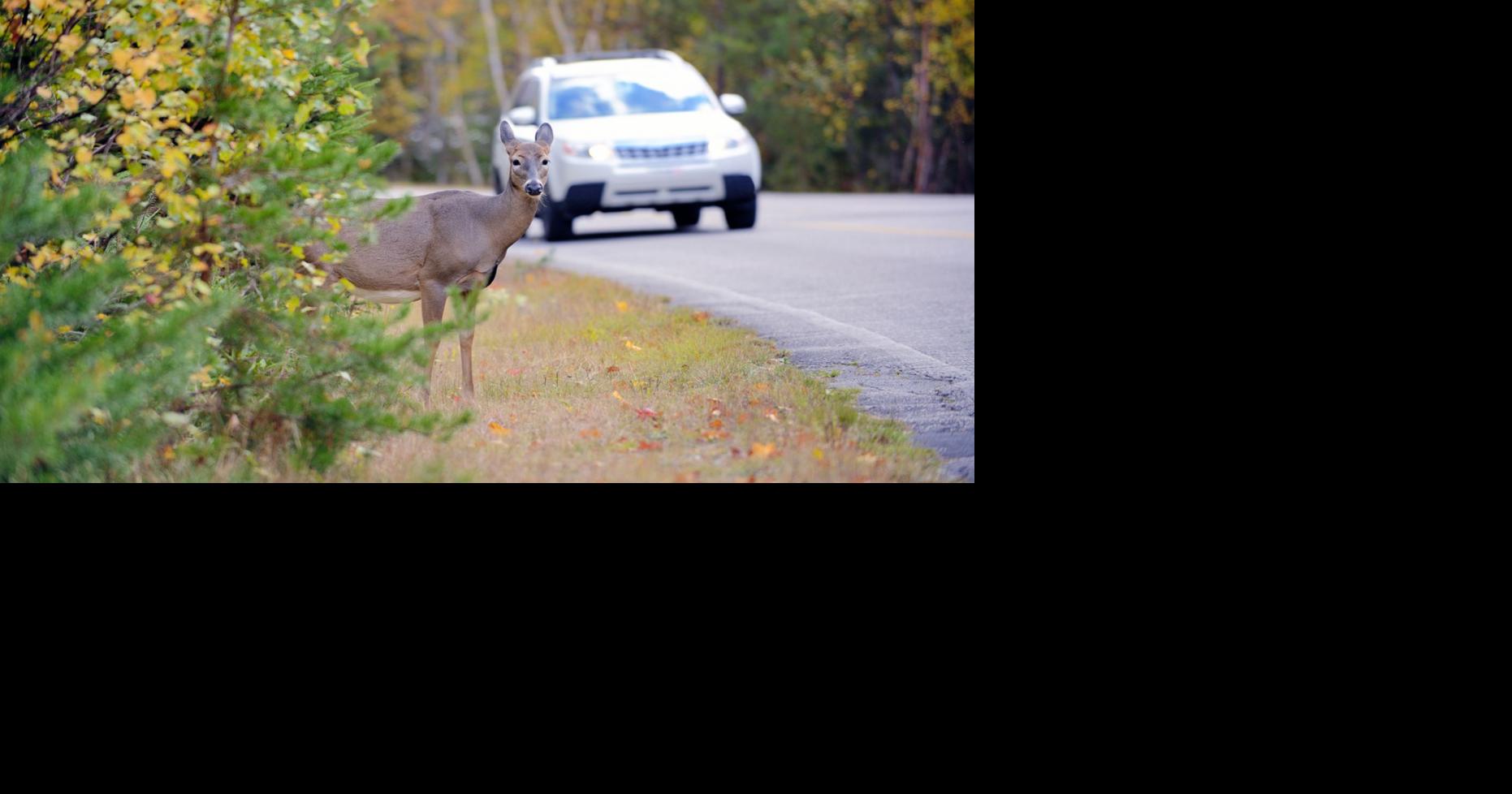 New California law to allow drivers to eat roadkill National