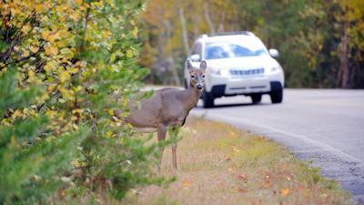 Deer on Side of Road