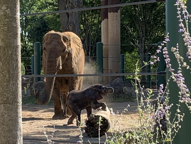 LOUISVILLE ZOO - BABY ELEPHANT DEBUT - MIKKI - 9-5-19  (5).jpg