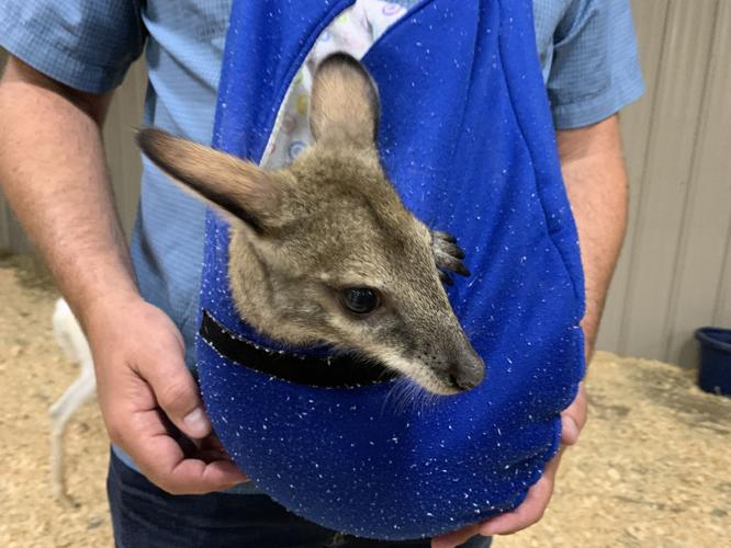 Wilstem Wildlife Park (64).JPG