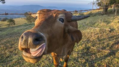 Cow Kissing via Fox