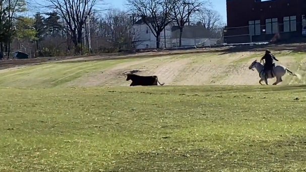 Wranglers catch final loose cow in Louisville more than 4 weeks after it  escaped into Cherokee Park | News 