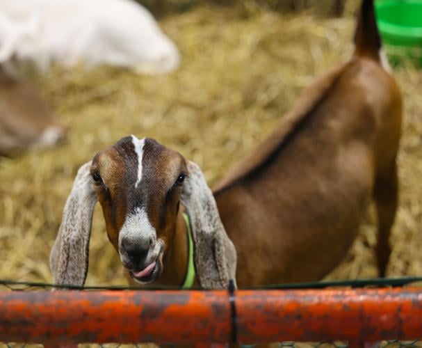 Goat at Kentucky State Fair.JPG