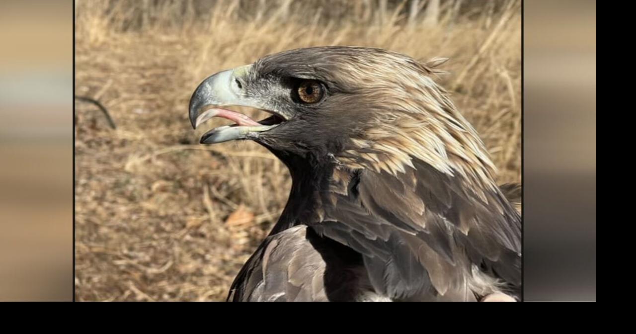 Golden eagle named at Kentucky forest, rare migration route stuns researchers