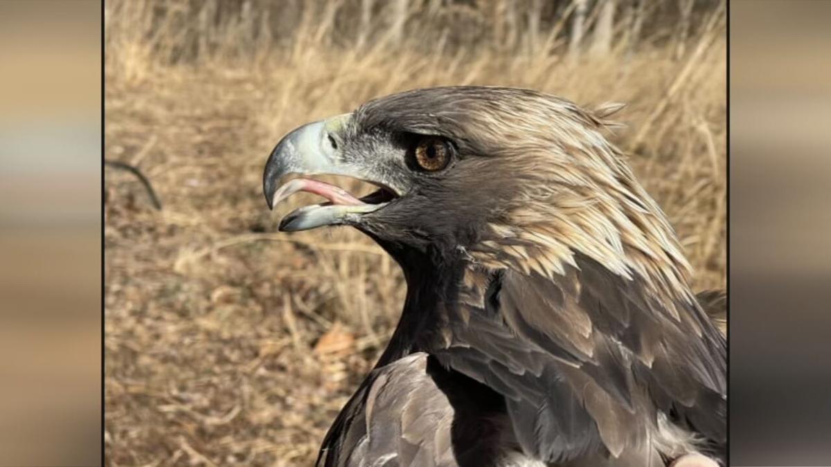 Golden eagle named at Kentucky forest, rare migration route stuns ...