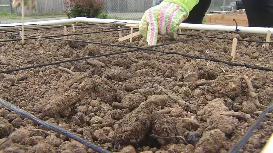 Eastern Star Baptist Church community garden