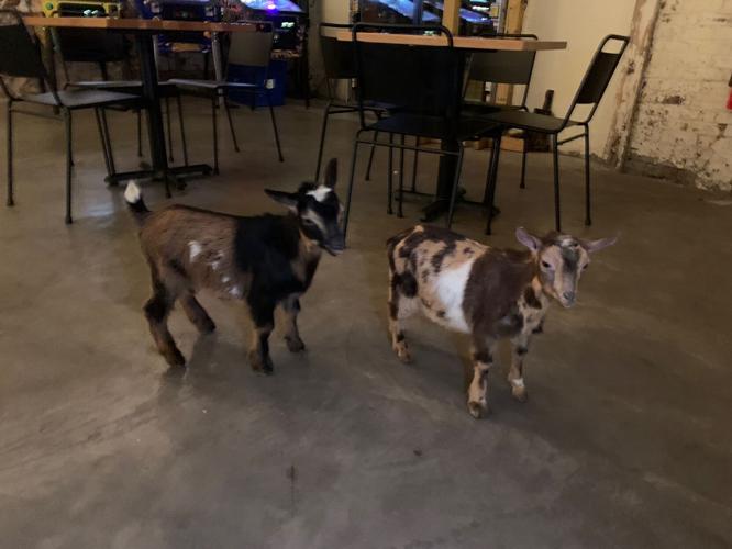 Two goats that will be at Bock and Wurst Fest - Keith Kaiser - 3.16.23