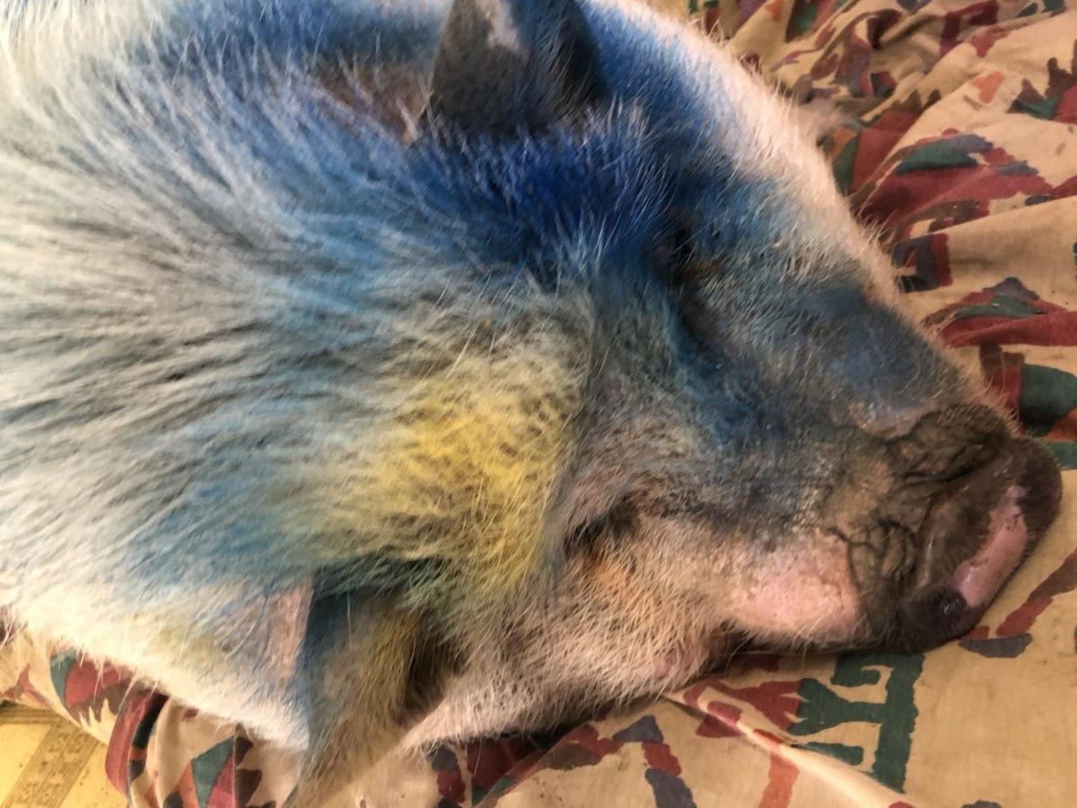 Couple Adopts Pig Sprayed With Blue Paint And Left For Dead Along