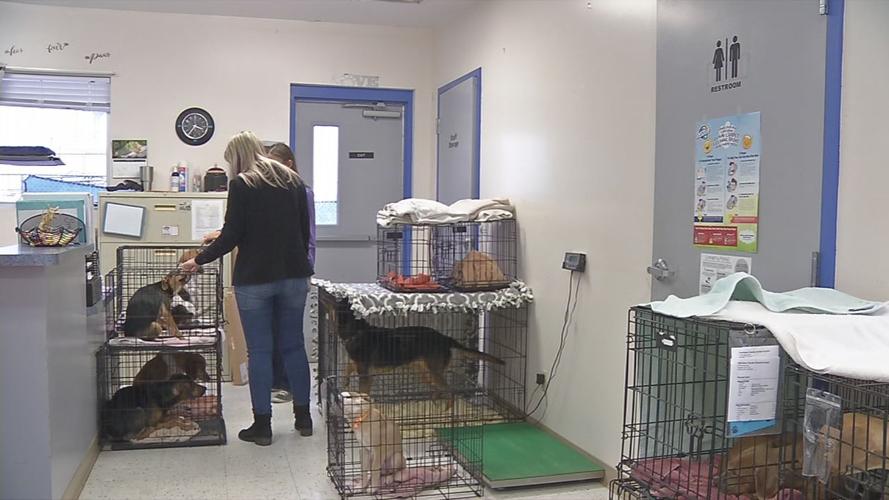 animal shelter flooding 2