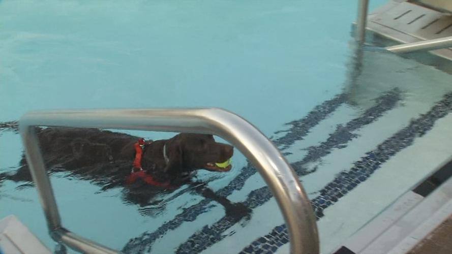 Doggie Dip - Pooch leaves pool with ball
