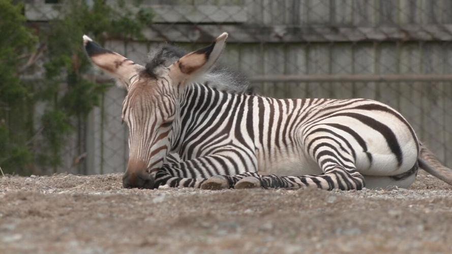 Zebra born at Louisville Zoo