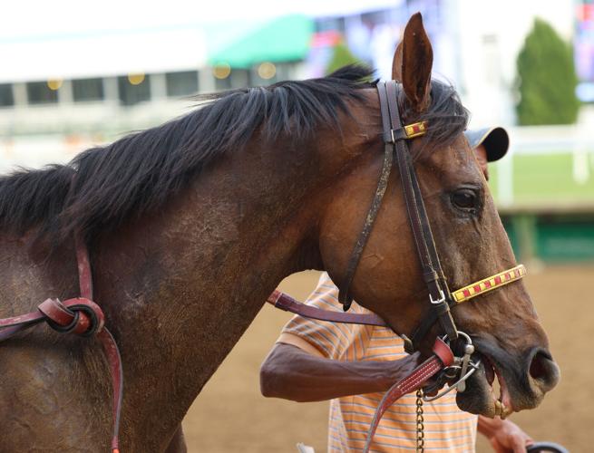 Horse after the race near finish line.JPG