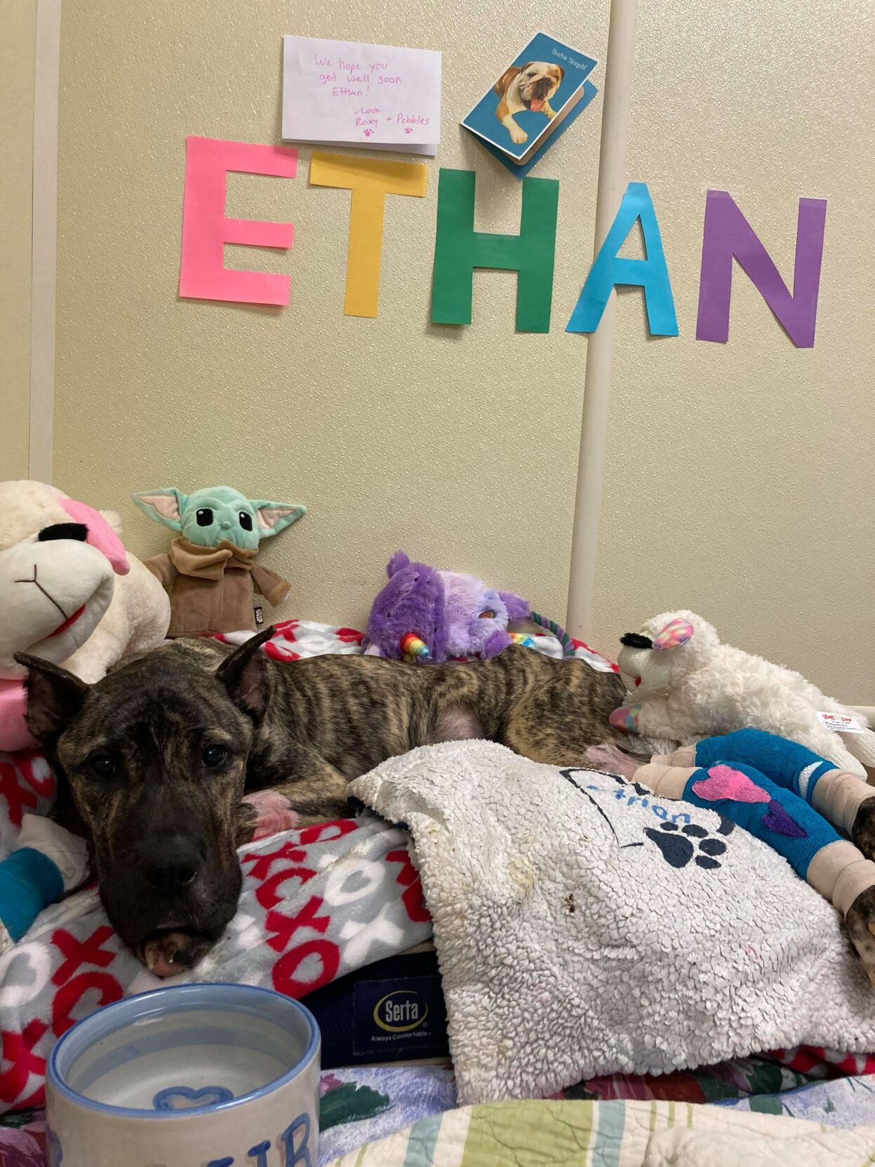 KY HUMANE - ETHAN RECOVERING  - 2-4-2021 1.jpg