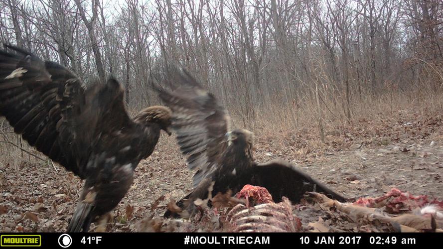 Golden Eagle predators