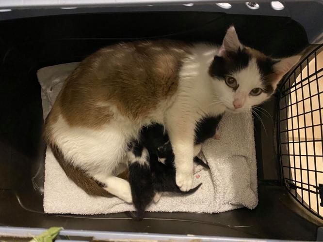 KENTUCKY HUMANE SOCIETY - KITTEN BIRTH - 4-14-2021 8.jpg