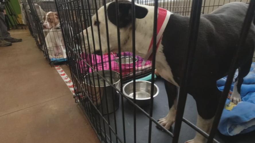 Dog at Louisville Metro Animal Services