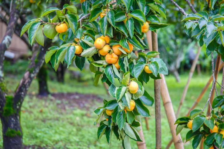Unripe persimmon & fresh green