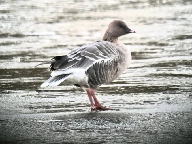 PINK FOOTED GOOSE (2).jpg