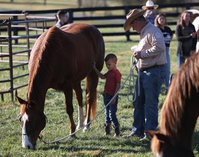 Meet the Horses