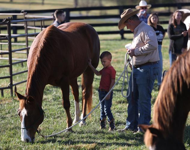 Meet the Horses