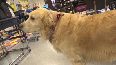 Stopher Elementary S Canine Companion Featured In New Board Game News Wdrb Com