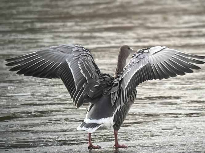 PINK FOOTED GOOSE (3).jpg