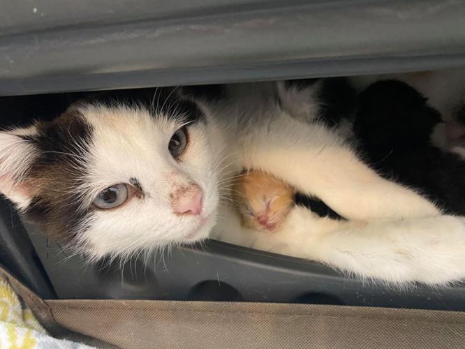 KENTUCKY HUMANE SOCIETY - KITTEN BIRTH - 4-14-2021 9.jpg