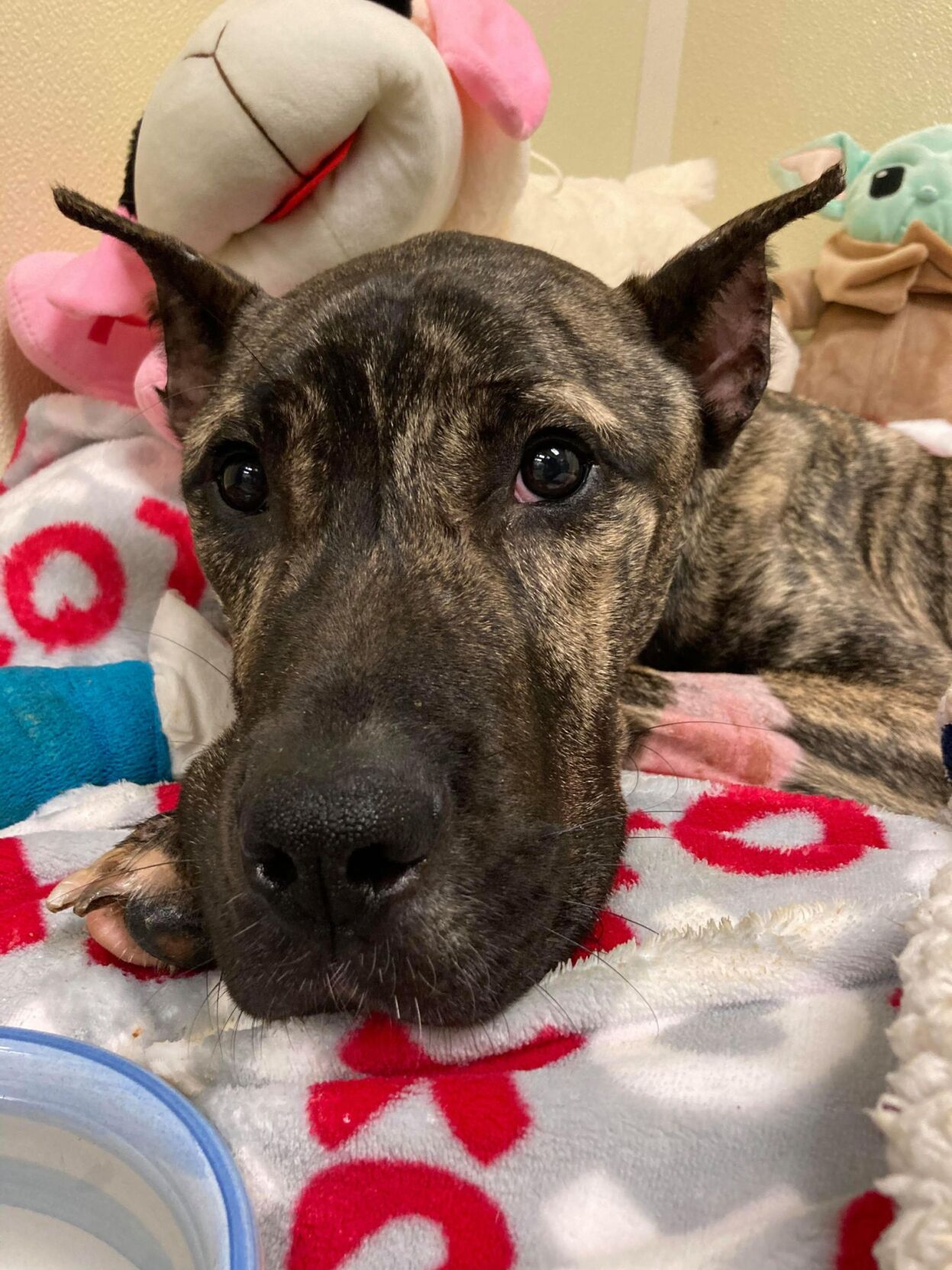 KY HUMANE - ETHAN RECOVERING  - 2-4-2021 4.jpg