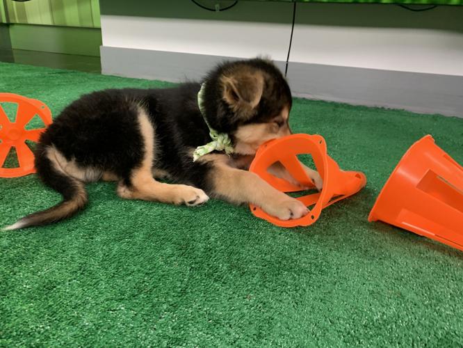 WDRB BARK BOWL 2023   (21).jpg