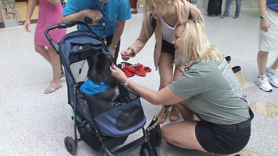 Therapy Dog in Stroller