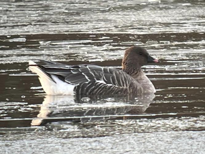 PINK FOOTED GOOSE (4).jpg