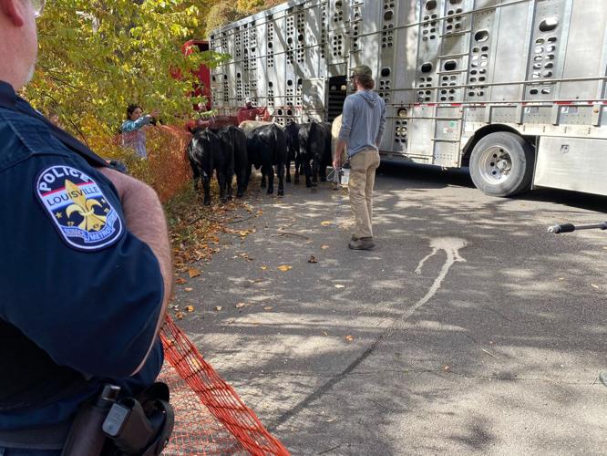 Cows in Cherokee Park