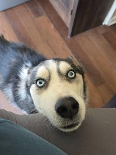 3-year-old Husky, Ghost.
