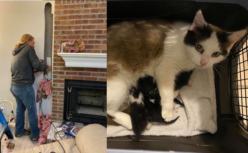 KENTUCKY HUMANE SOCIETY - KITTEN BIRTH - 4-14-2021 EDIT.jpg