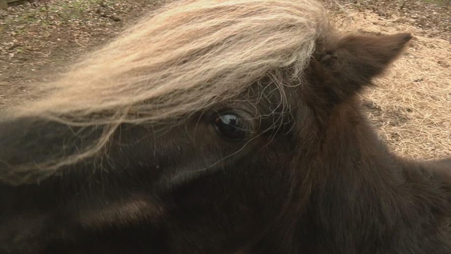 GERMANTOWN MINI HORSE CONTROVERSY.jpeg