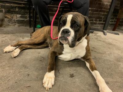 Evolution Dog training - Keith Kaiser - 2.23.23